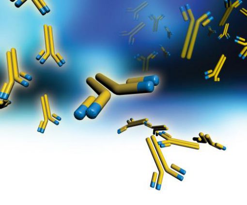 Areas of Focus | Therapeutic Antibody Engineering - NFCR